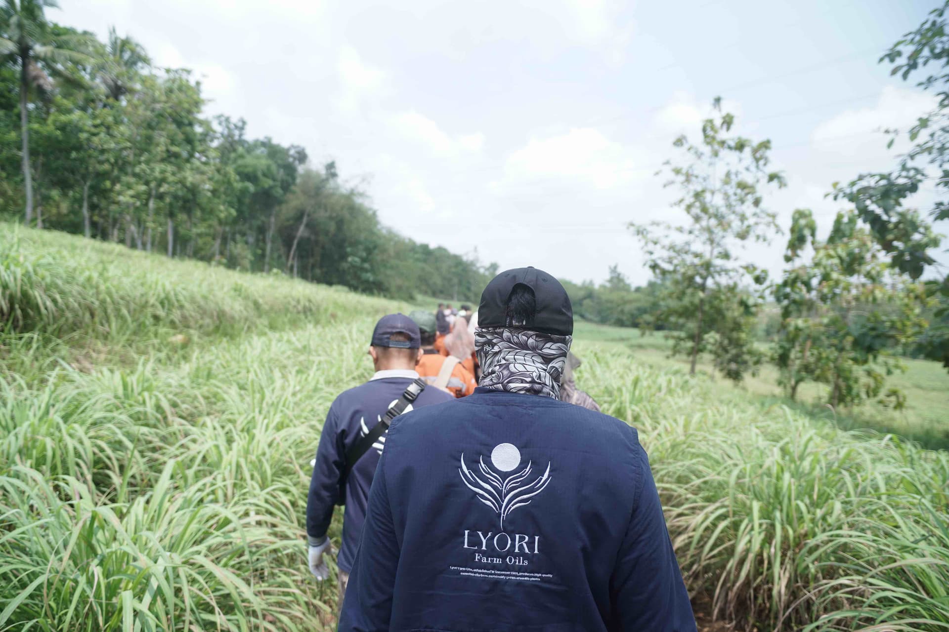 Lyori Farm citronella plantation